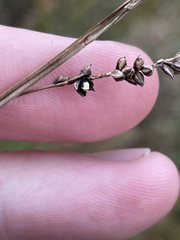 Anthracoidea paniceae
