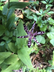 Tricyrtis hirta