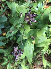 Tricyrtis hirta