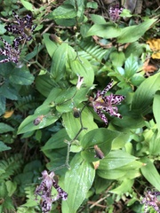 Tricyrtis hirta