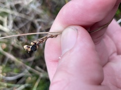 Anthracoidea paniceae