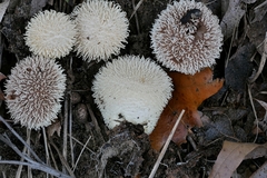 Lycoperdon pulcherrimum