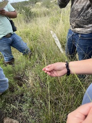 Digitaria californica