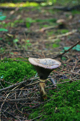 Gomphidius glutinosus