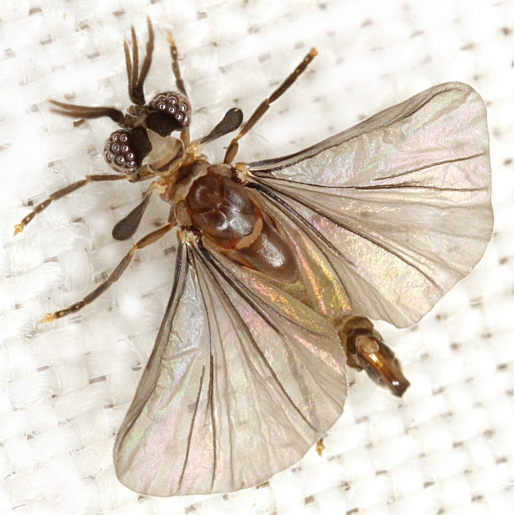Corioxenidae