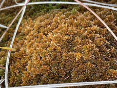 Sphagnum beothuk