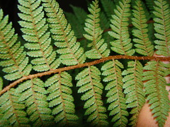 Cyathea colensoi