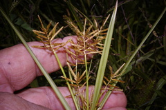 Cyperus esculentus leptostachyus