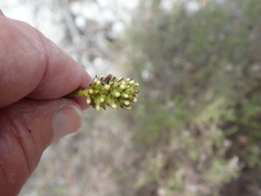 Thesium spicatum