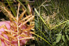 Cyperus esculentus leptostachyus