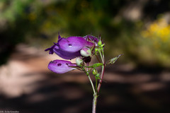 Penstemon bolanius