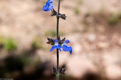 Salvia prunifolia