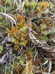 Sphagnum pulchrum