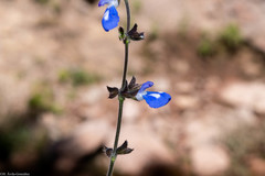 Salvia prunifolia