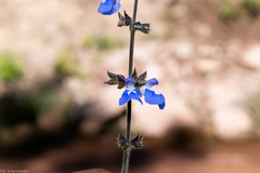 Salvia prunifolia