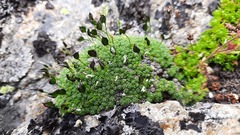 Draba rigida