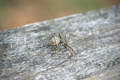 Bassaniana utahensis