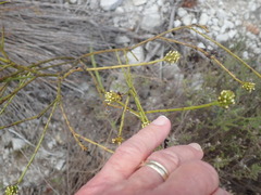 Thesium spicatum