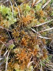 Sphagnum pulchrum