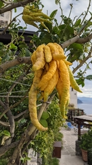 Citrus medica sarcodactylis