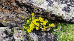 Draba rigida