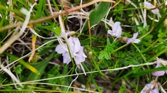Astragalus levieri