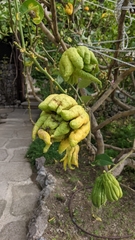 Citrus medica sarcodactylis
