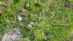 Astragalus levieri