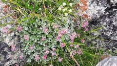 Potentilla divina
