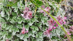 Potentilla divina