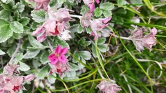 Potentilla divina