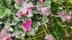 Potentilla divina