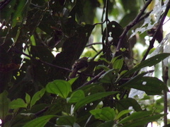 Leptopogon rufipectus