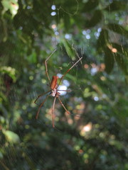 Nephila cornuta