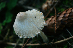 Fungi