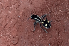 Traumatomutilla parallela