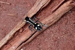 Traumatomutilla parallela