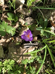 Crocus heuffelianus