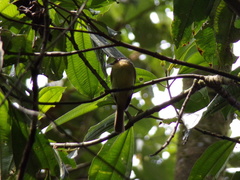 Leptopogon rufipectus
