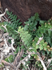 Asplenium cordatum