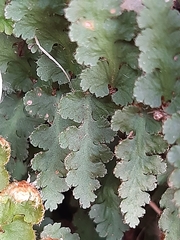 Asplenium cordatum