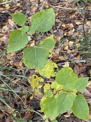 Populus tremula