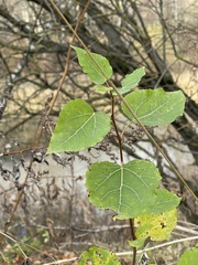 Populus tremula