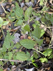 Urtica dioica