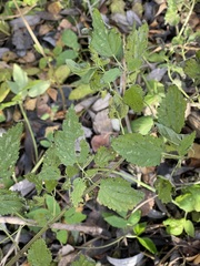 Urtica dioica