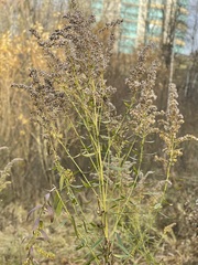 Solidago canadensis