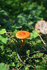 Lactarius