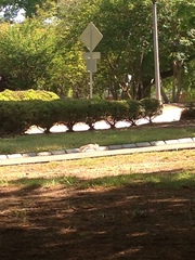 Sciurus carolinensis