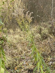 Solidago canadensis