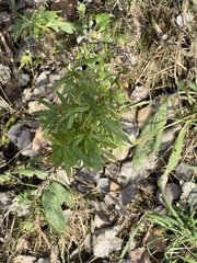 Artemisia vulgaris